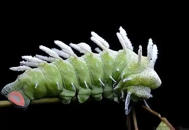 蛇面蛾身!头顶"双蛇头",广东韶关现巨型乌桕大蚕蛾,翅展20cm