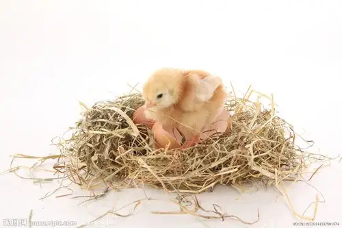 小鸡崽图片