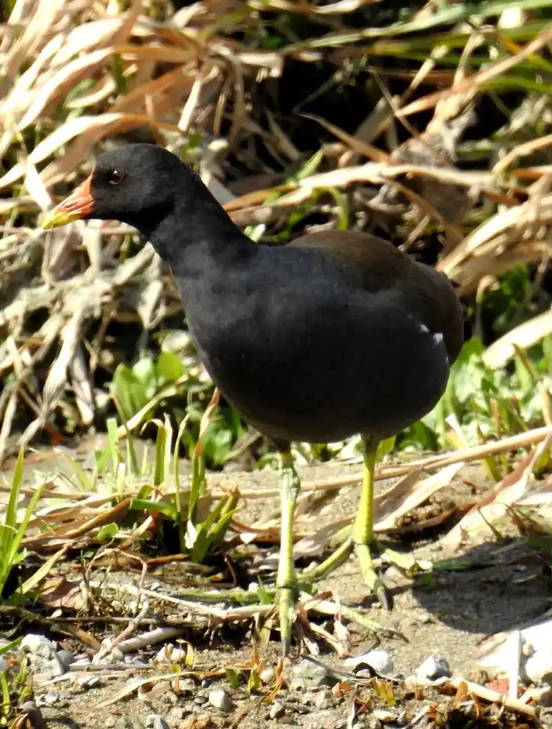 红冠水鸡(红冠秧鸡,黑水鸡,红骨顶).鹤形目秧鸡科.警惕心强 - 抖音