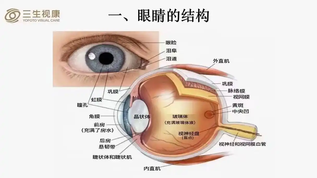 从来没给你讲清眼睛生病原因  看下图～眼球结构图 当你的玻璃体
