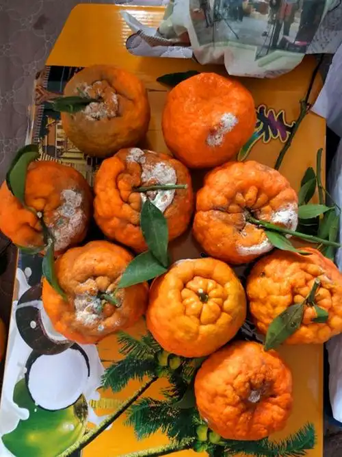 顾客买了一箱丑橘 回家打开发现烂了且发霉