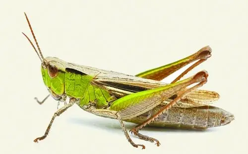 蚱蜢蛋白质:20.6克;脂肪:6.1克;碳水化合物:3.9克;钙:35.