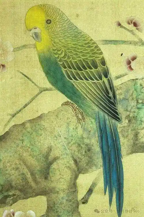 工笔画 虎皮鹦鹉 的设色步骤