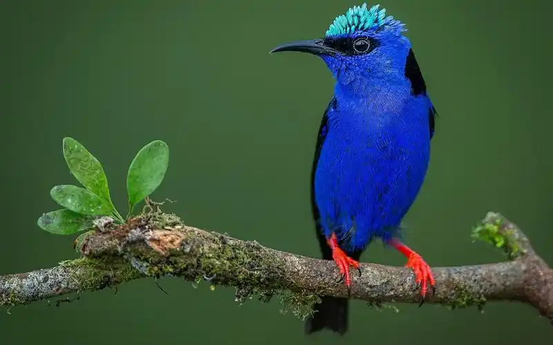 蓝色羽毛鸟,树枝,叶子 iphone 壁纸