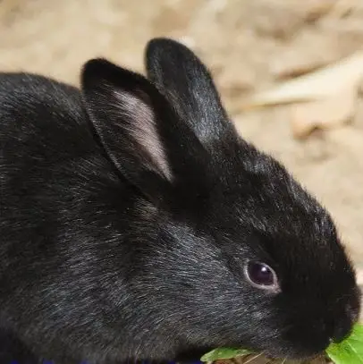 前进的黑兔个体户