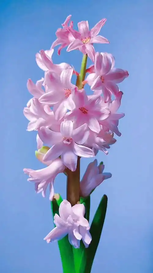 粉粉嫩嫩的风信子花