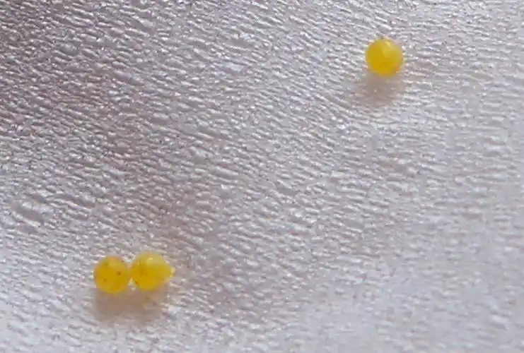 家里金桔盆栽的嫩芽上有黄色的虫卵,该怎么办吖?【有图】