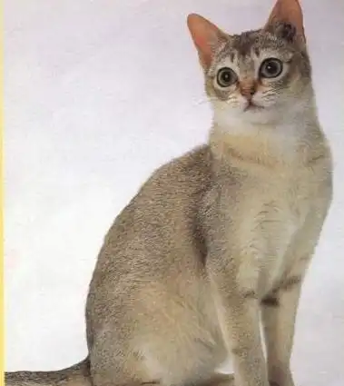 【狮城论坛】有一种萌,叫新加坡猫 (.`ω)