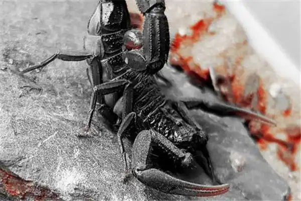 伊朗黑尾鳄背蝎介绍:通体黑色(生活在沙漠地区)