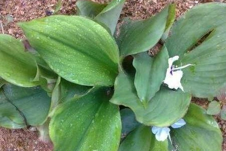 山柰的养殖方法和注意事项