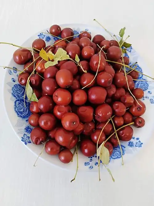 共405 件辽宁枣相关商品