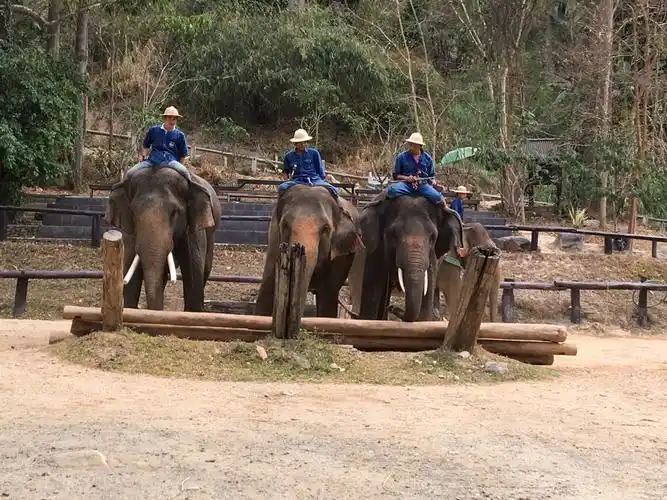 大象抬木头表演,还有大象踢足球,可惜我们到的有点晚,没照下来