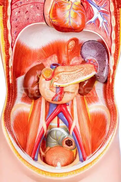 商业照片: 人的 · 躯干 · 模型 · 打开 · 人造的