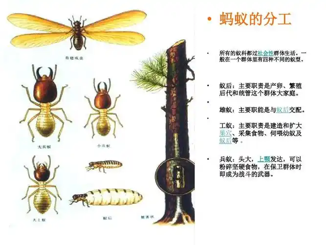 秘密花园之蚂蚁王国