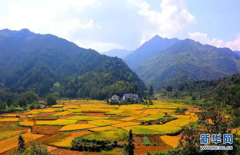 秋日流金丰收图稻花飘香伴青山