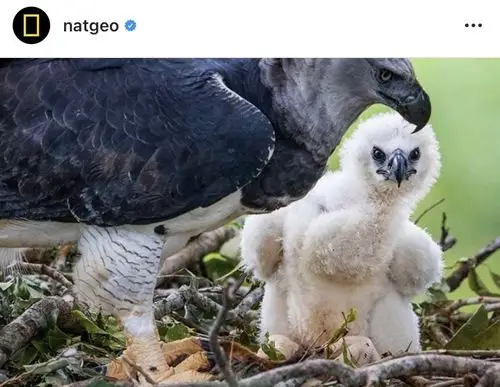 水大家有看过老鹰07幼崽吗