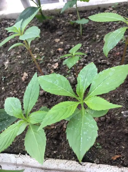 凤仙花生长大探秘