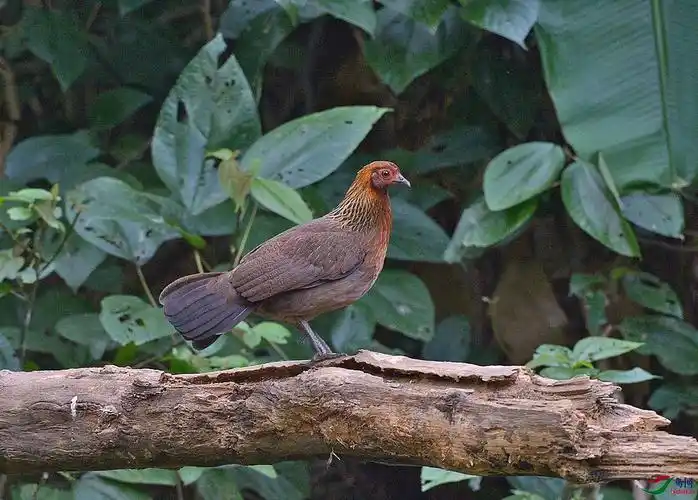 论坛 69 地方区 69 海南版 hainan 69 原鸡