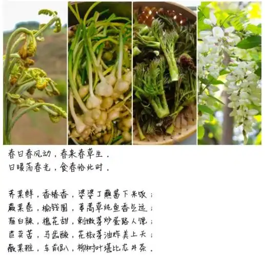 山东野菜图鉴丨春天吃野菜这个事儿北方人很在行
