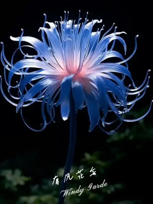 快分享彼岸花也被称为"曼珠沙华"