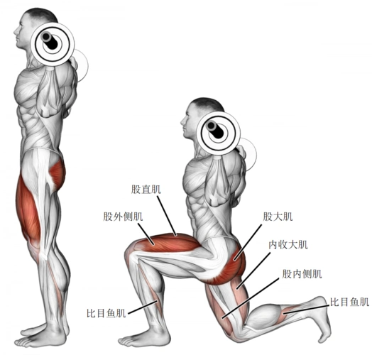 杠铃"," 哑铃"," 器械"," 无器械"四个部分 - 杠铃 - 杠铃深蹲