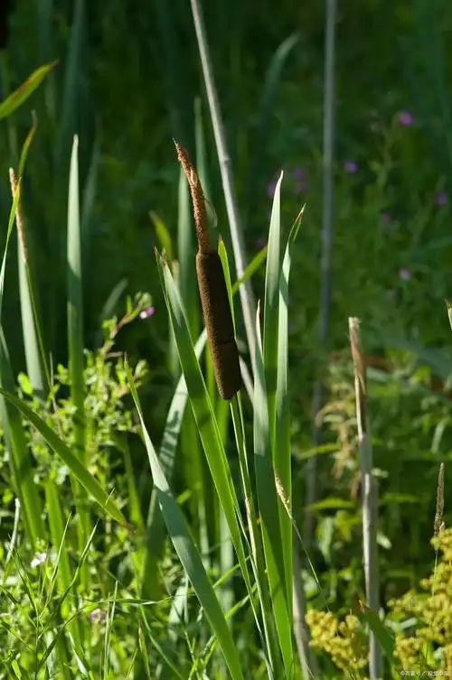 探秘香蒲植物:生长环境,药用价值及文化意义