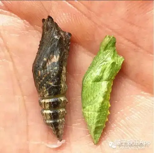 这个养蝴蝶的小哥,大概就是大家口中所说,科学家的浪漫吧