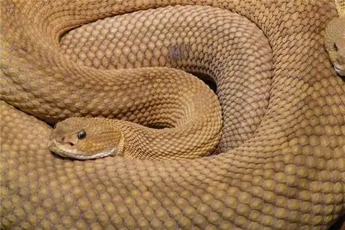 它已经传承了数千年,并且一直保持不变. 1977年是哪种生肖?