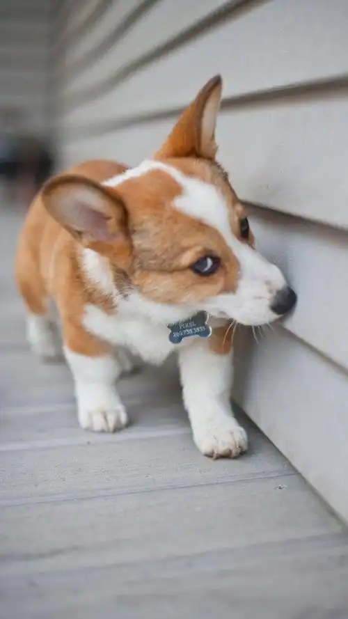 小短腿威尔士柯基犬