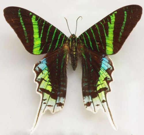 淘宝￥14折后价￥14国外红玫瑰绡眼蝶太阳蛾月亮蛾真蝴蝶标本未展翅原