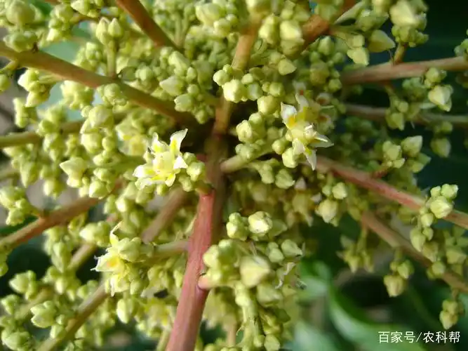 盛开的芒果花还是挺漂亮的,80%北方人没见过!
