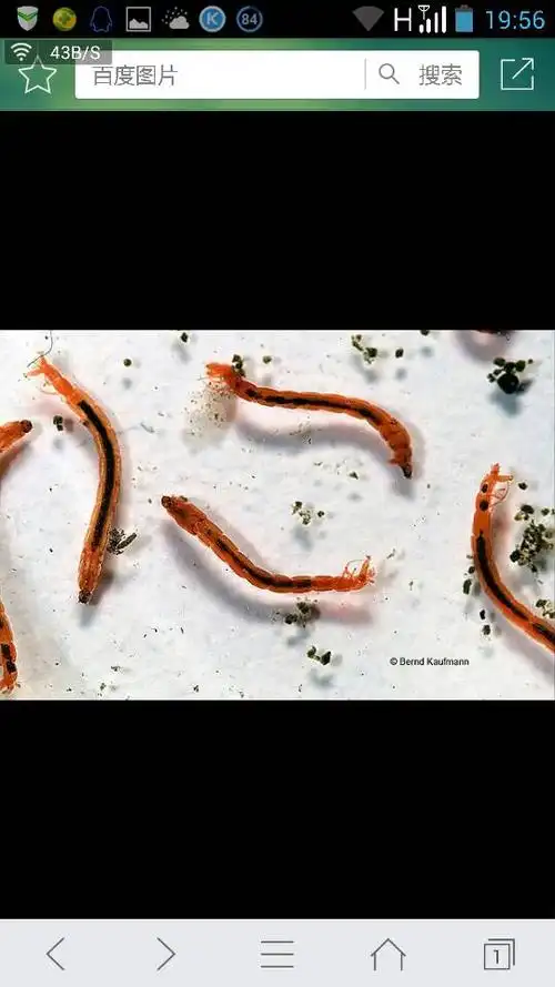 水草缸里长了黑红色,细细的小虫子,请问怎么清理?