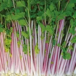 红芹种子 紫玉香芹紫红色蔬菜极嫩彩色芹菜高端保健特色菜种子
