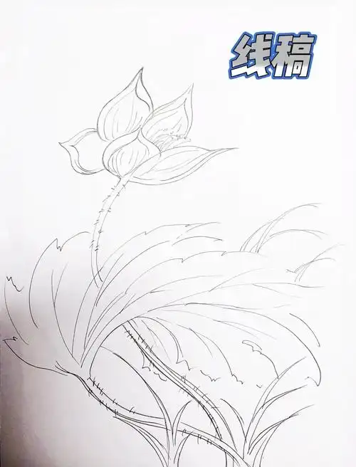 蜡染荷花线稿