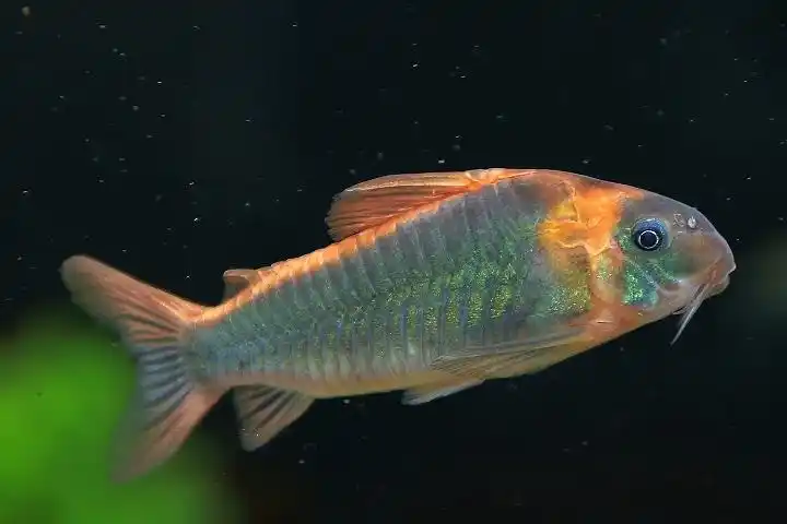 尼青鼠高清图 - 异型鼠鱼 - cta南美水族 - powered by discuz!