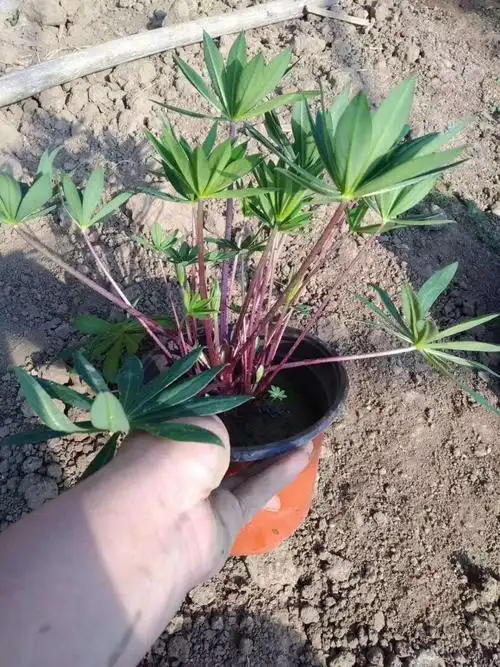 鲁冰花小苗供应鲁冰花种植基地