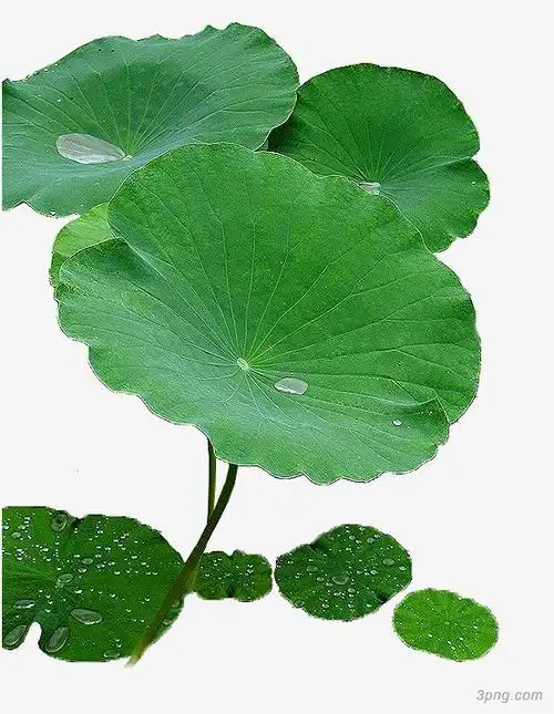 清新荷叶水珠png素材透明免抠图片-装饰效果
