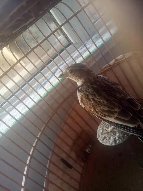 我的百灵鸟是母还是公呢,大师们看看.