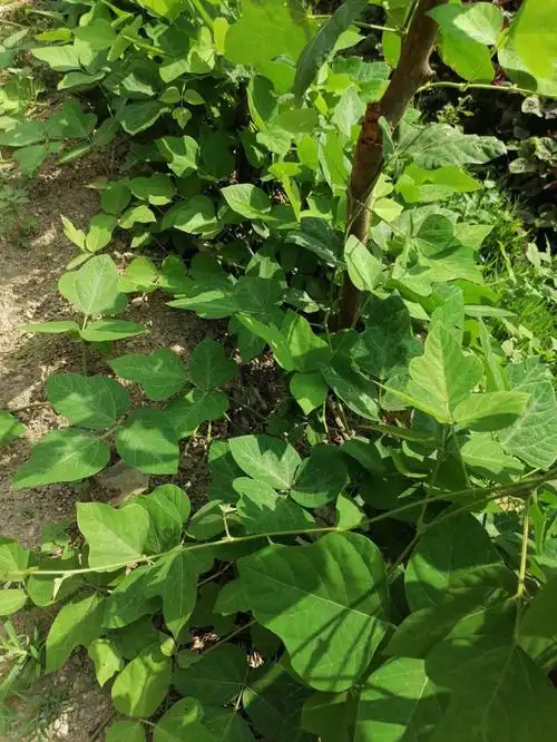 葛根适合种来煲汤