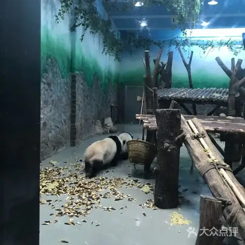 大熊猫繁育研究基地