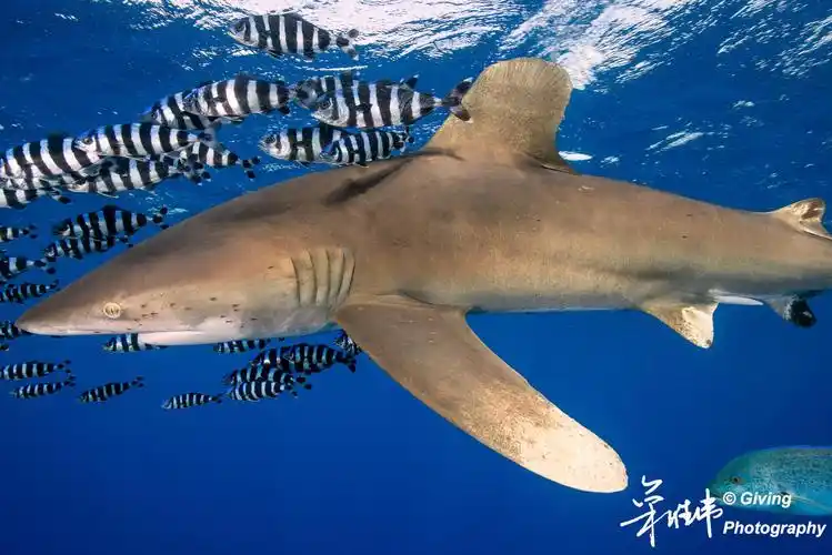 红海船宿-远洋白鳍鲨篇