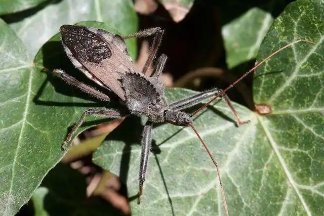 世界上最危险的6种奇怪虫子图1喜欢咬人