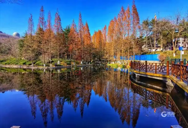 美翻了青岛植物园展现初冬之美