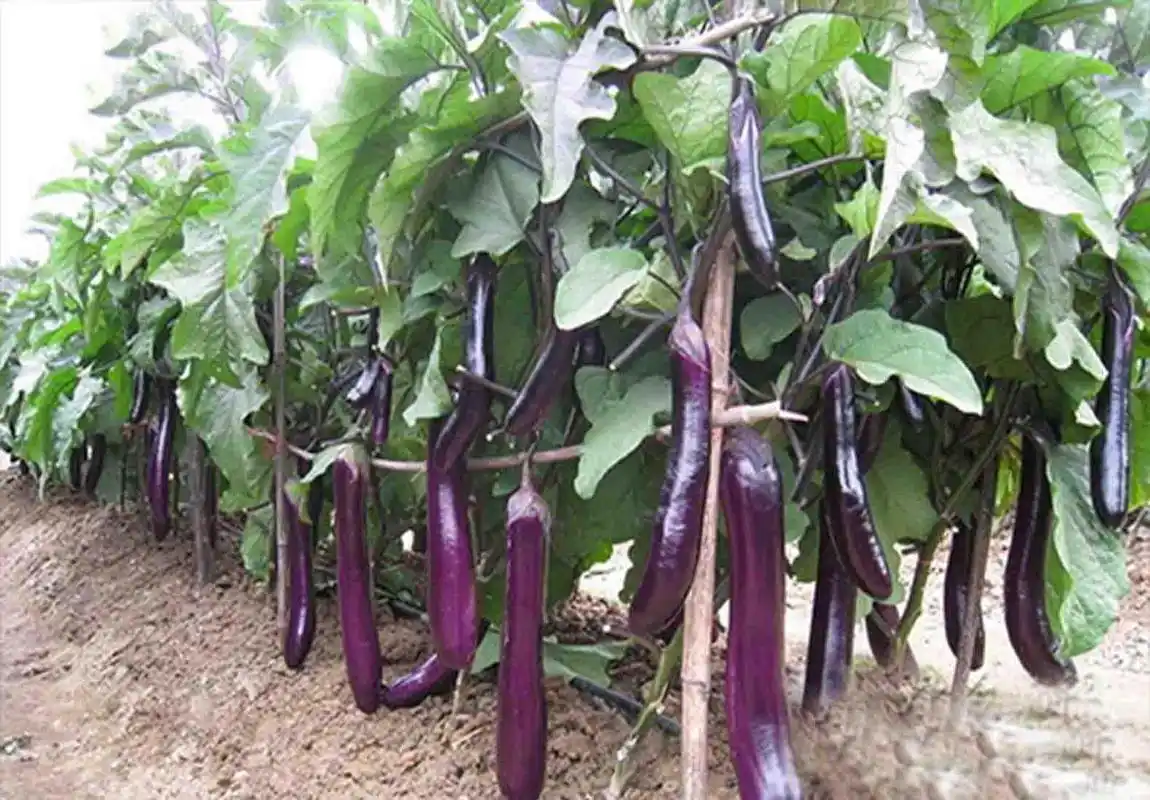 重庆有机蔬菜配送公司哪家好企领网