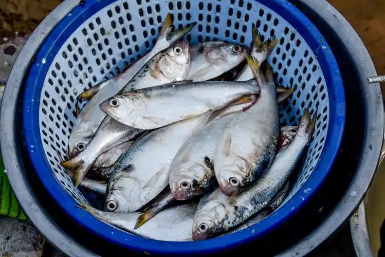 西江黄鱼约0.3斤/条,约5～6元/市斤