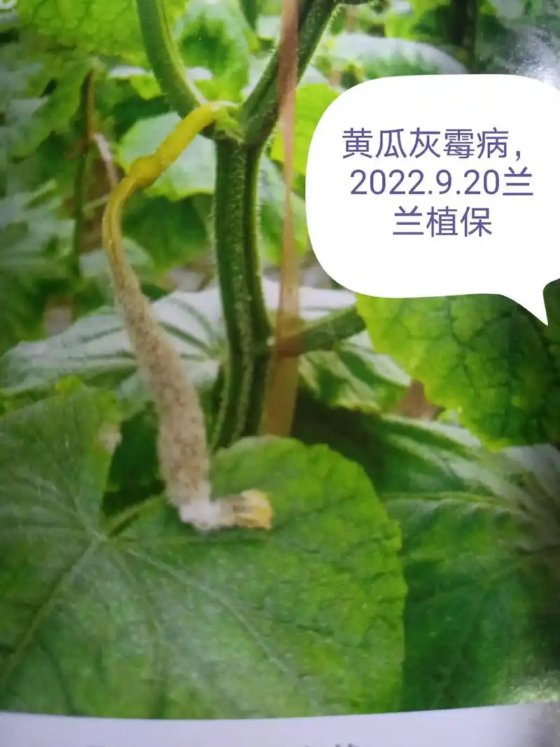 黄瓜病害篇!不怕苦不怕累!用了好长时间做好的图片,希望能帮助 - 抖音