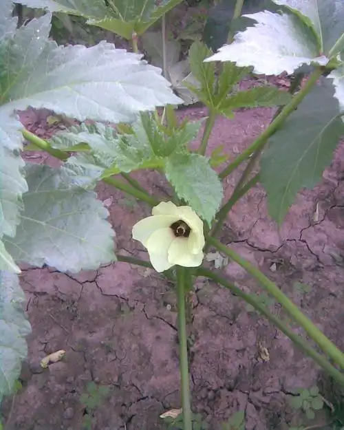 求黄秋葵栽培管理方法?谢谢!