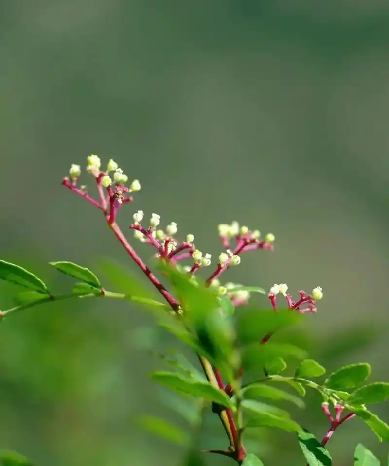 花椒的这一生.花椒的这一生,看看图片吧,记录一下,陇南大桥的 - 抖音