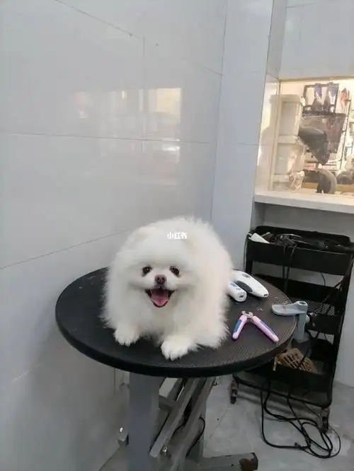 博美纯手剪俊介装