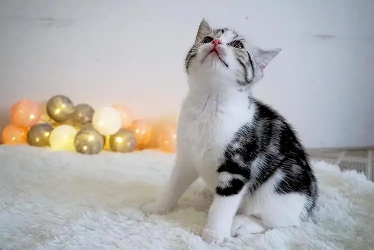 虎斑是英短还是美短,"英短"和"美短"养哪个好